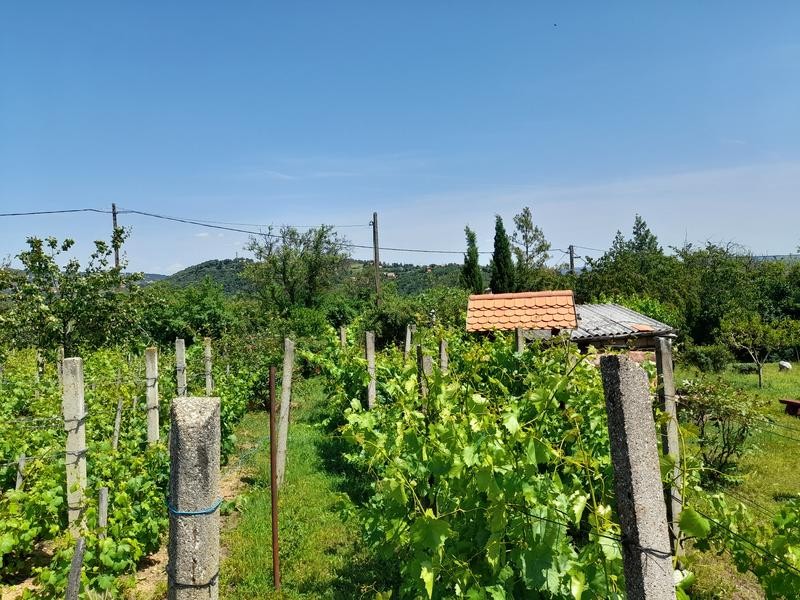 Eladó zártkerti telek Pécs nyugati részén, a Sáska dűlőben! - Kép 3