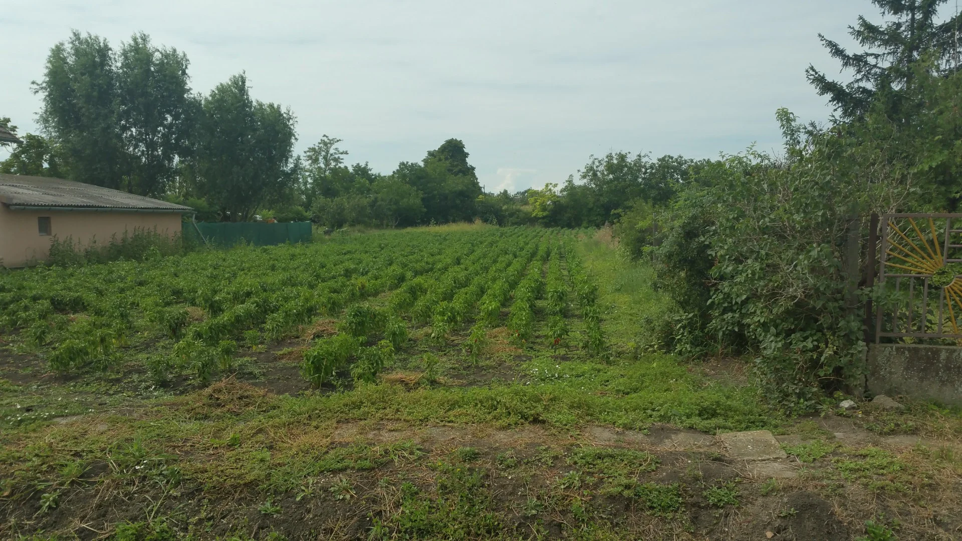 Építési belterüleit,telek 1450 m2 20m X 80m
