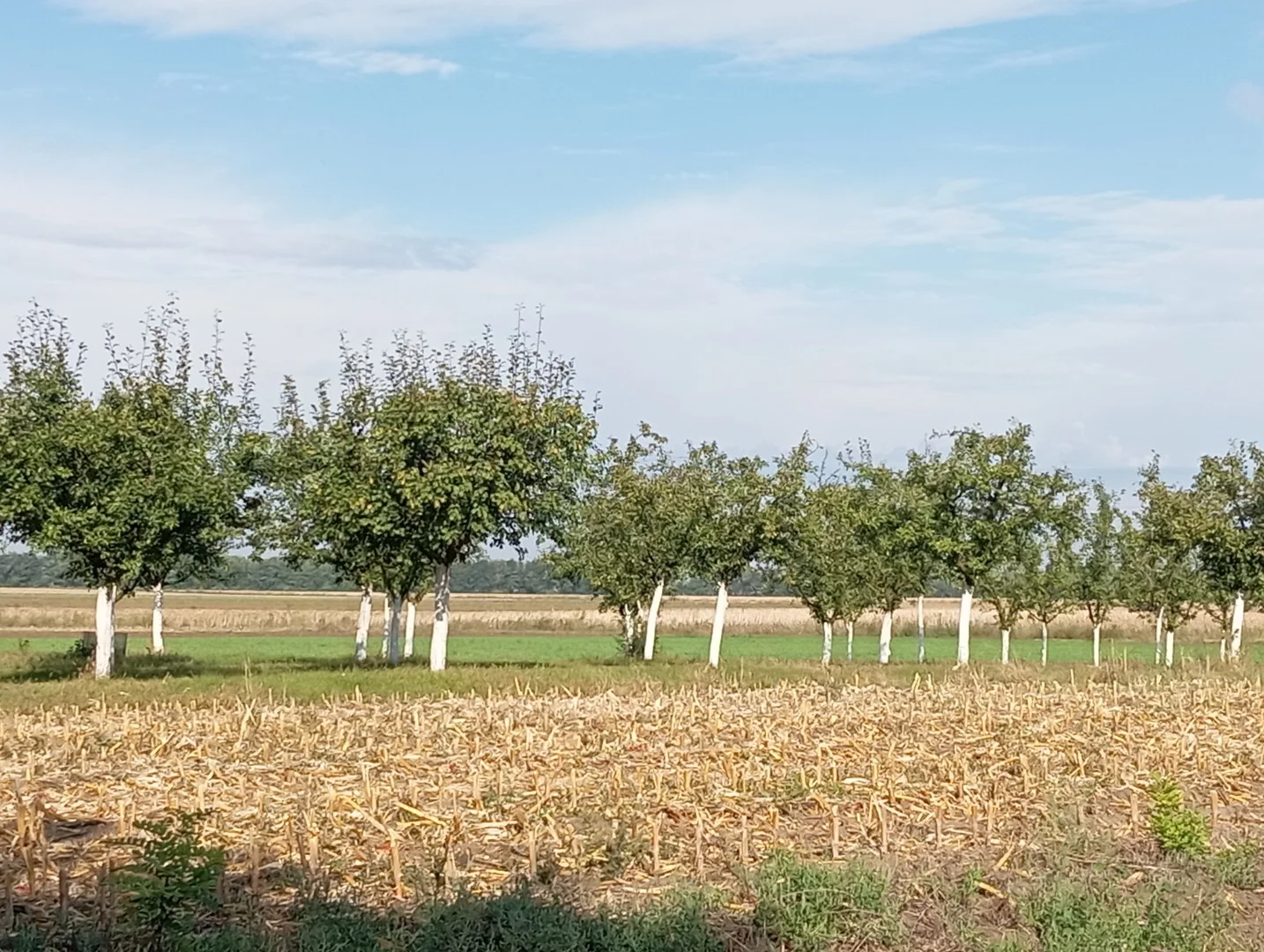 Eladó lakóövezeti telek Szabadkígyóson! - Kép 6