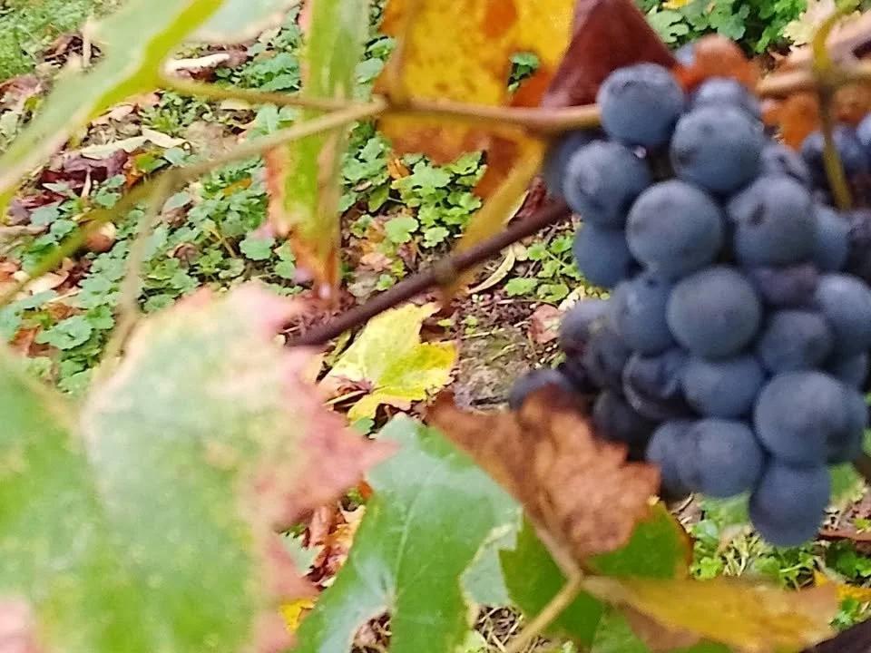 Sándorhegyen kis ház eladó - Kép 7