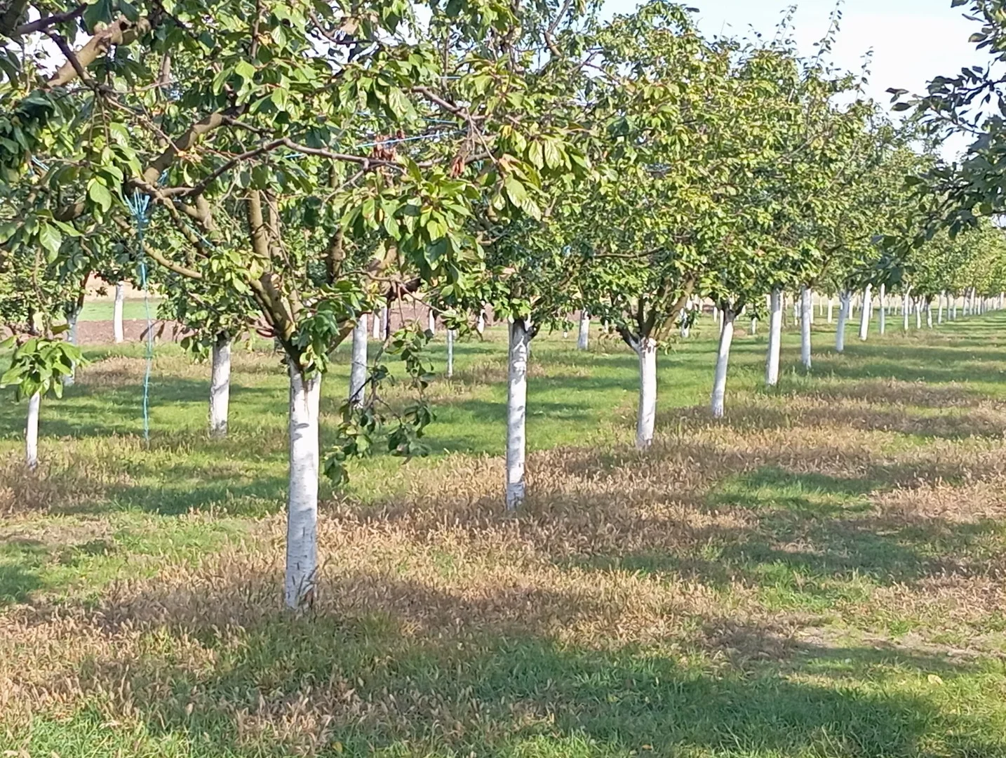 Eladó lakóövezeti telek Szabadkígyóson! - Kép 9