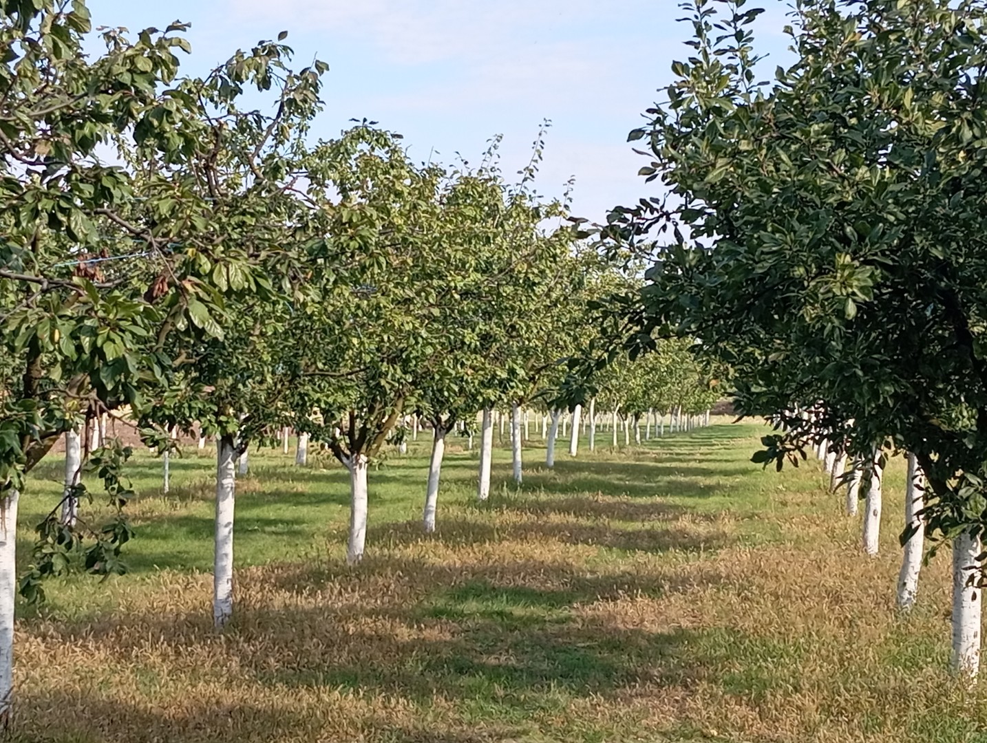 Eladó lakóövezeti telek Szabadkígyóson! - Kép 8