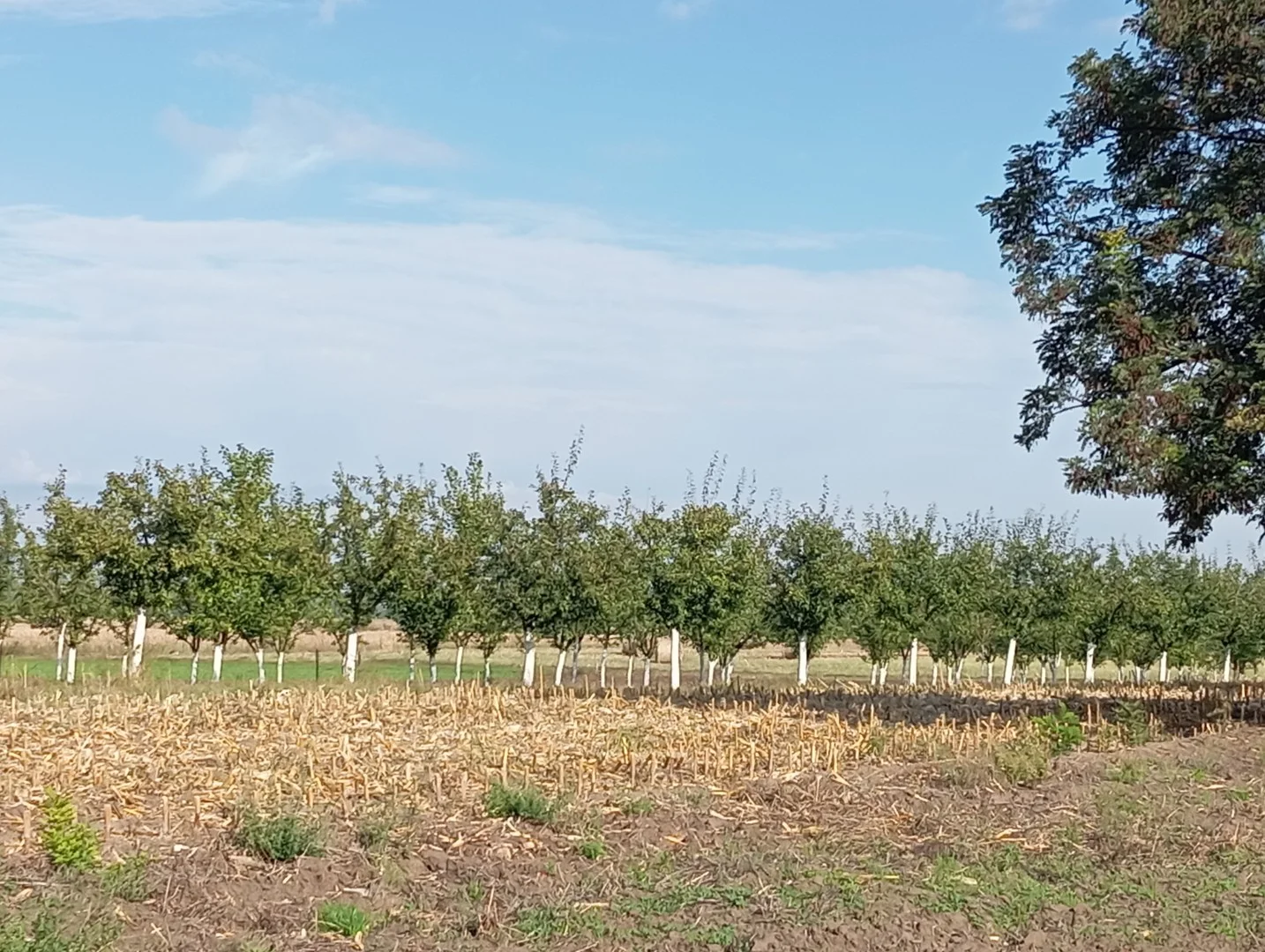 Eladó lakóövezeti telek Szabadkígyóson! - Kép 7