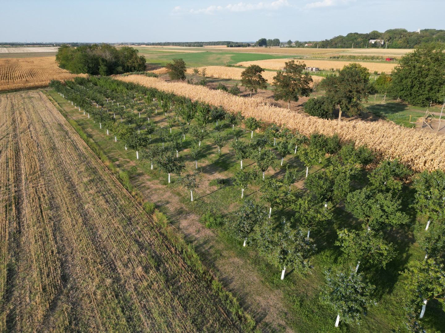 Eladó lakóövezeti telek Szabadkígyóson! - Kép 2