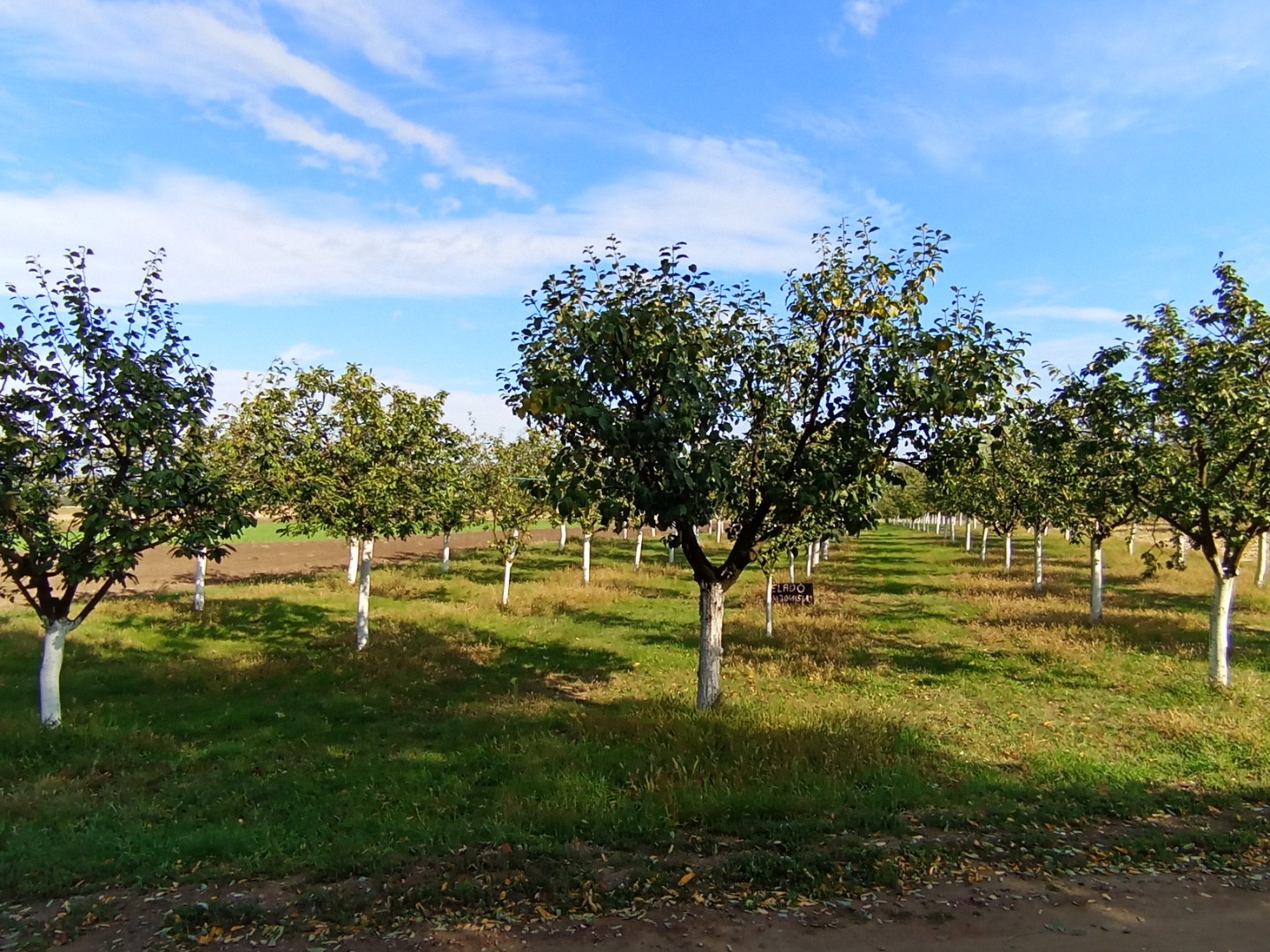 Eladó lakóövezeti telek Szabadkígyóson!