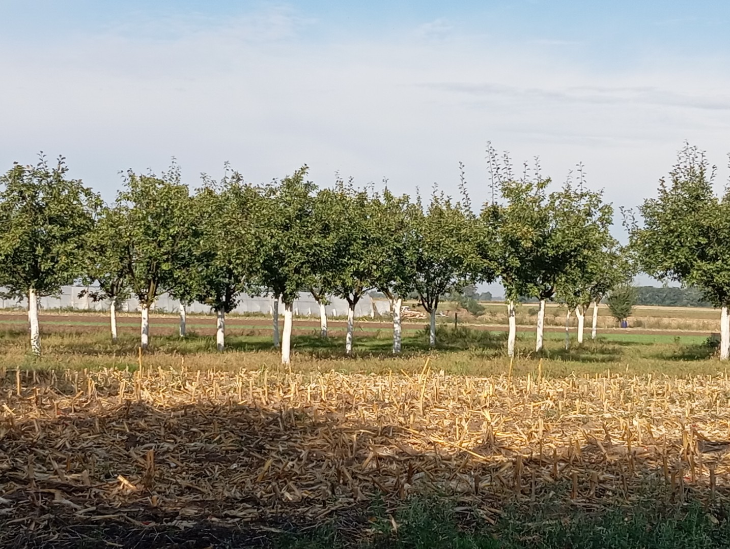 Eladó lakóövezeti telek Szabadkígyóson! - Kép 5