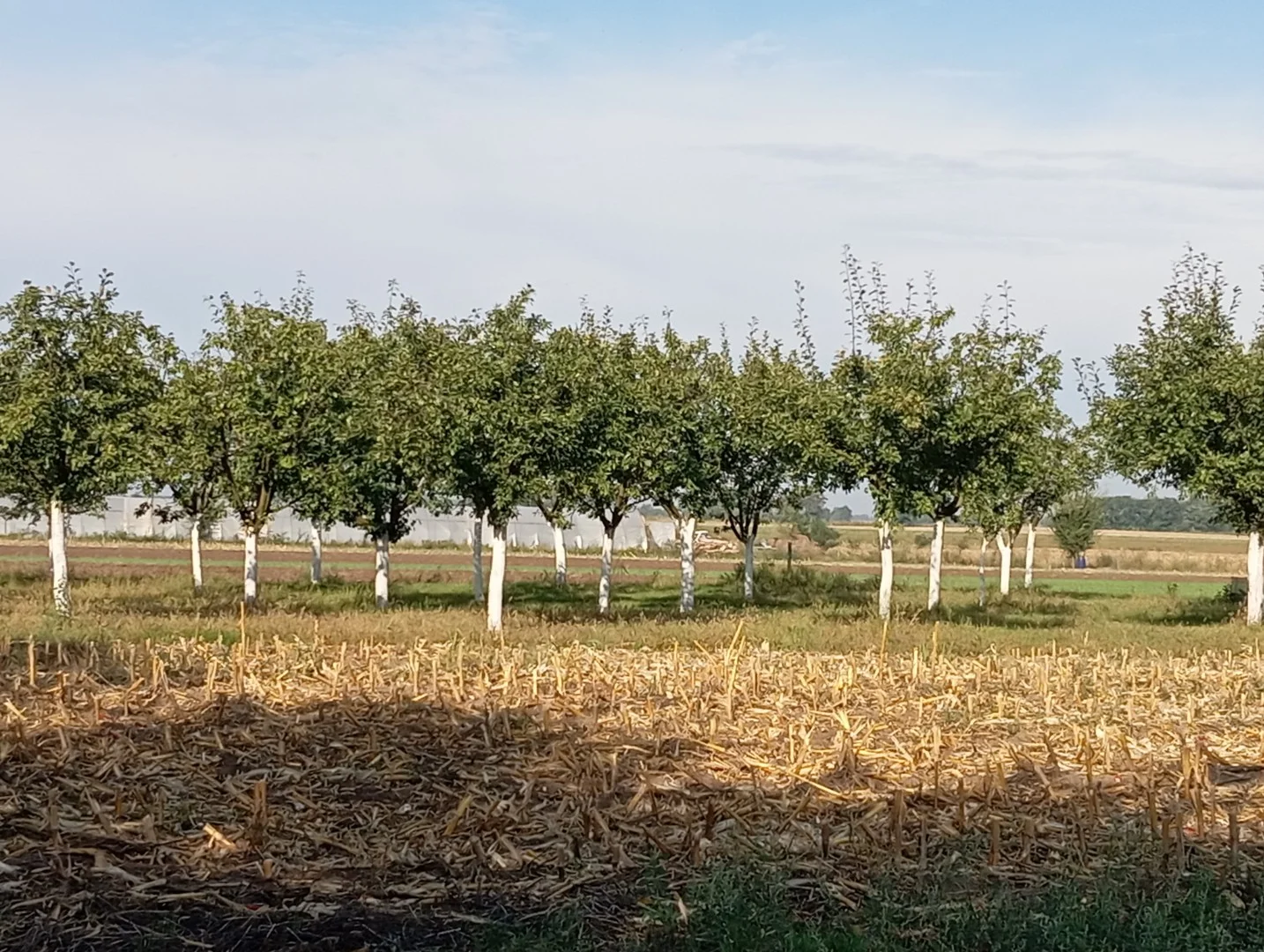 Eladó lakóövezeti telek Szabadkígyóson! - Kép 5