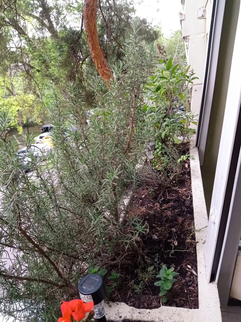 Szeged-Baktói kiskertben gyümölcsös eladó