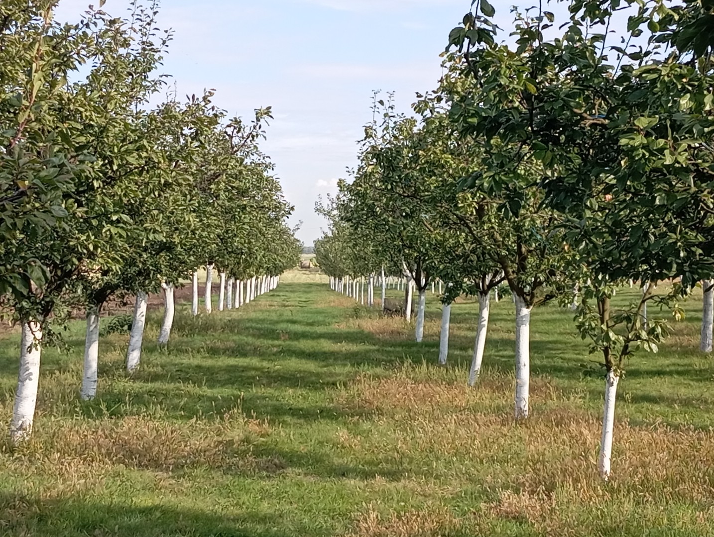 Eladó lakóövezeti telek Szabadkígyóson! - Kép 10