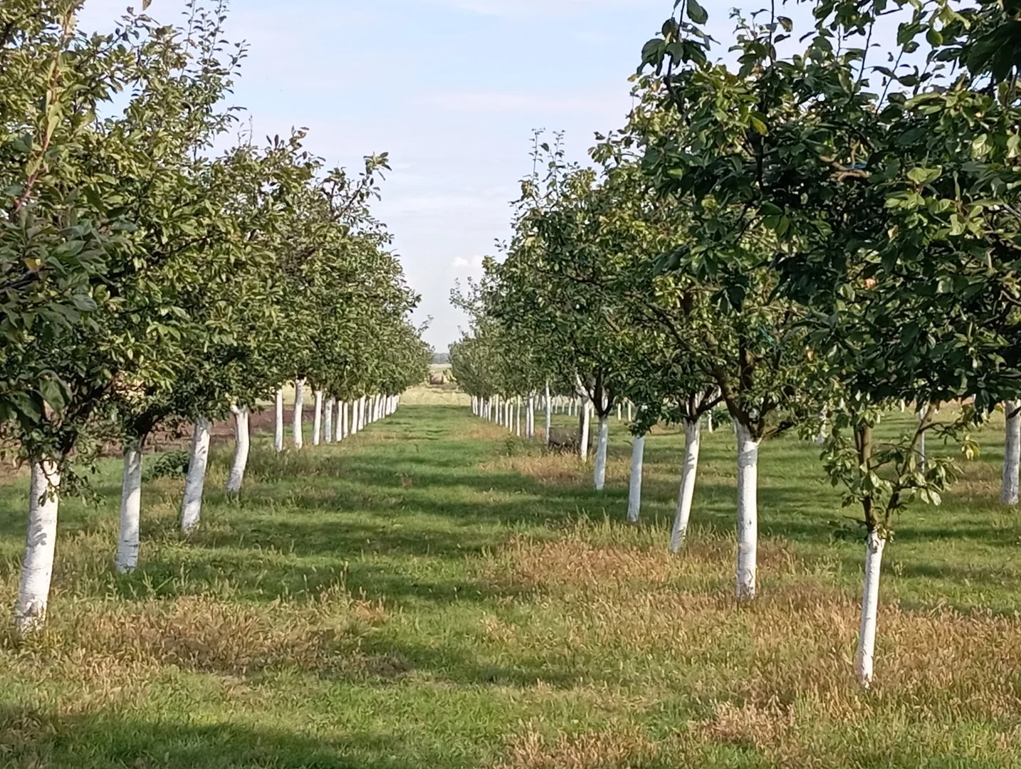Eladó lakóövezeti telek Szabadkígyóson! - Kép 10