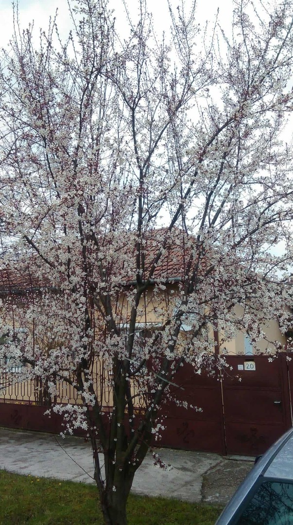 Családi ház eladó