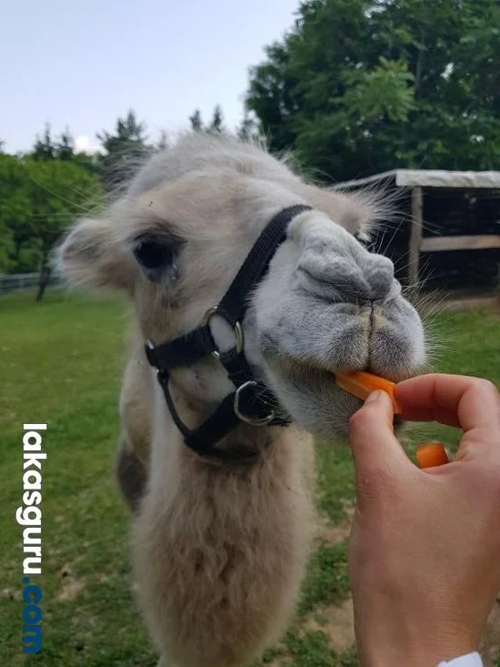 Zártkerti Ingatlan Zalaegerszegen A Csácsi-Hegyen - Panorámával És Különleges Környezettel! - Kép 9