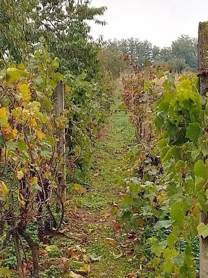 Sándorhegyen kis ház eladó - Kép 3