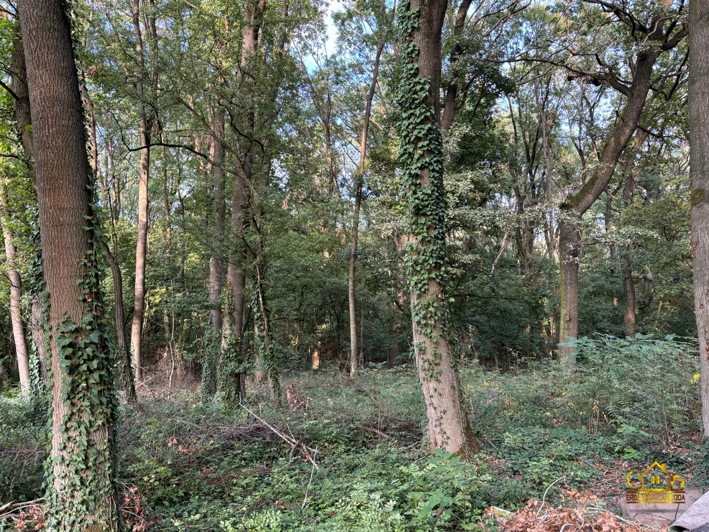 Eladó építési telek Kiskunlacházan - Kép 4