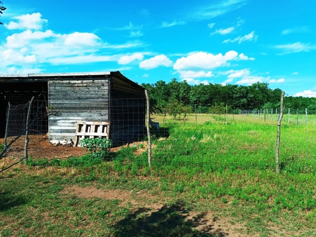 Eladó tanya mezőgazdaság Sződen - Kép 4