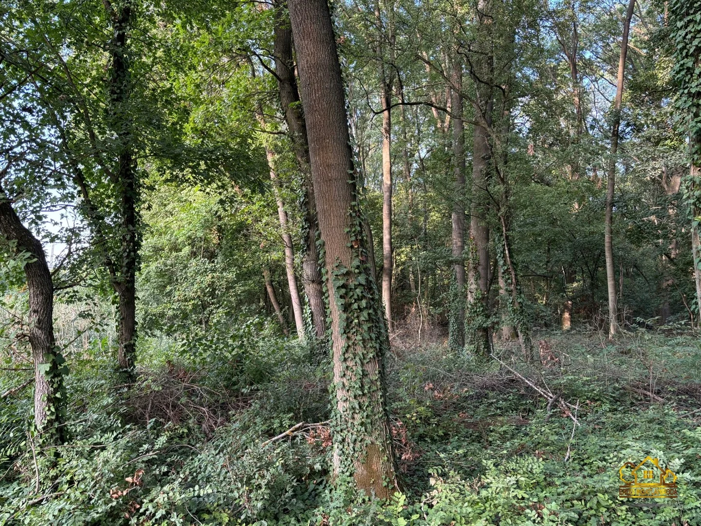 Eladó építési telek Kiskunlacházan - Kép 3