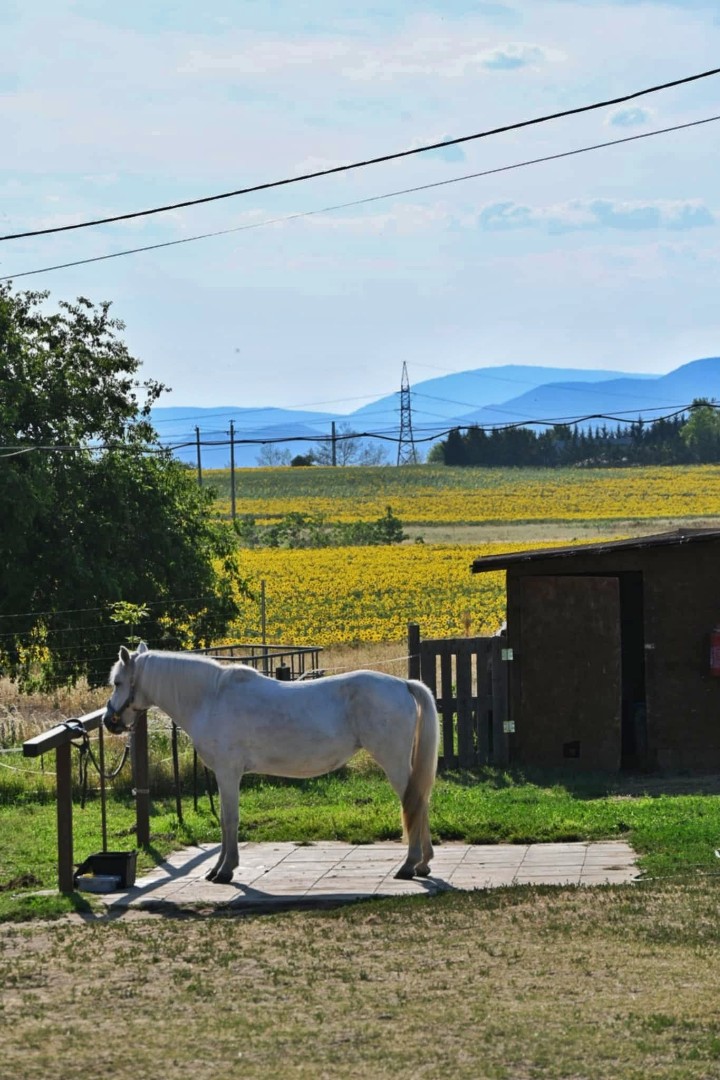 Eladó mezőgazdasági telek Fóton - Kép 7