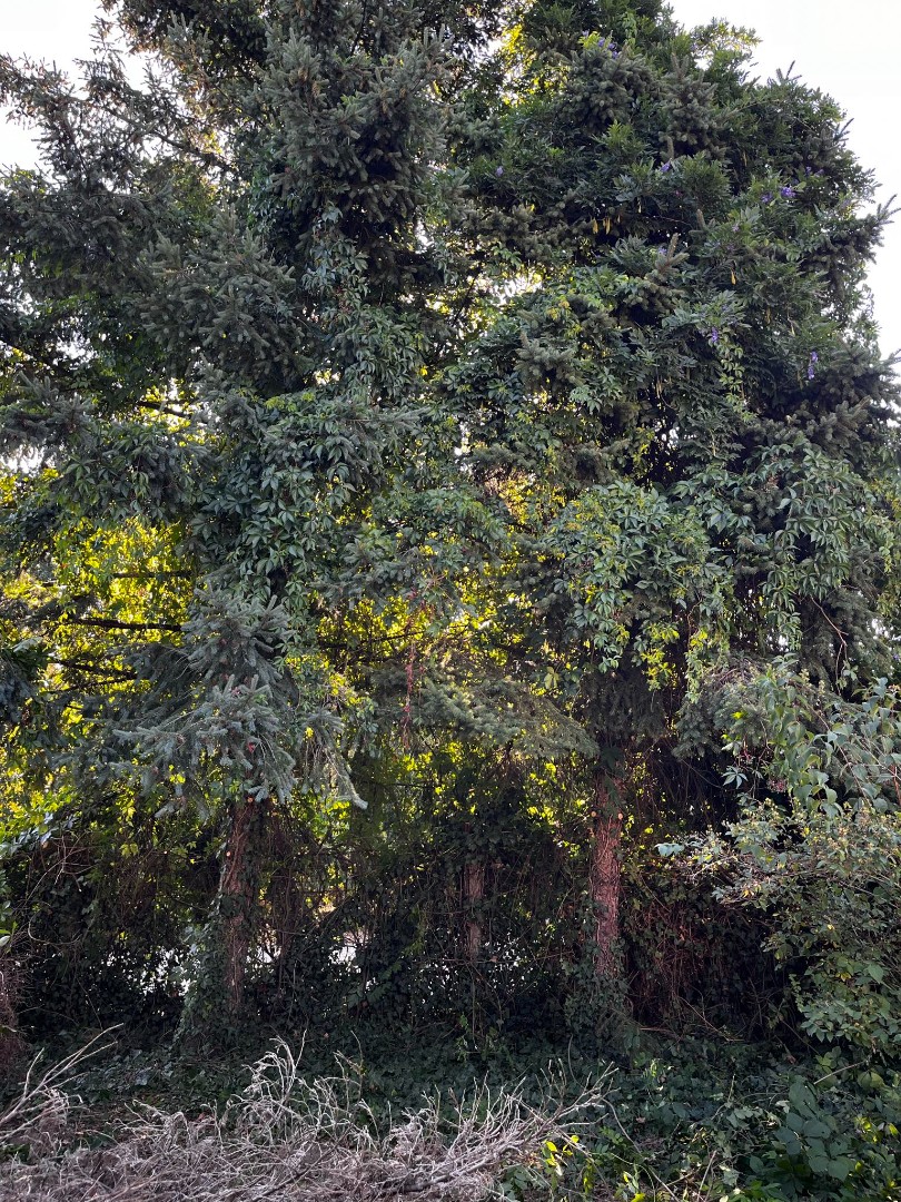 Eladó építési telek Oroszlányon - Kép 6