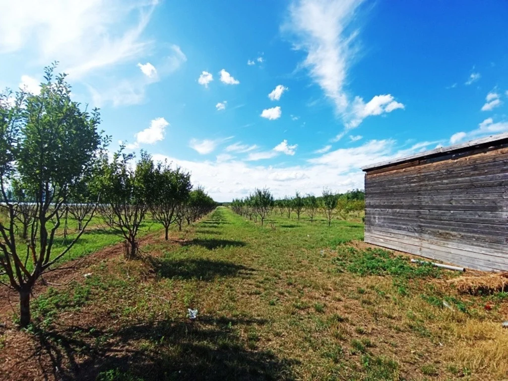 Eladó tanya mezőgazdaság Sződen - Kép 8