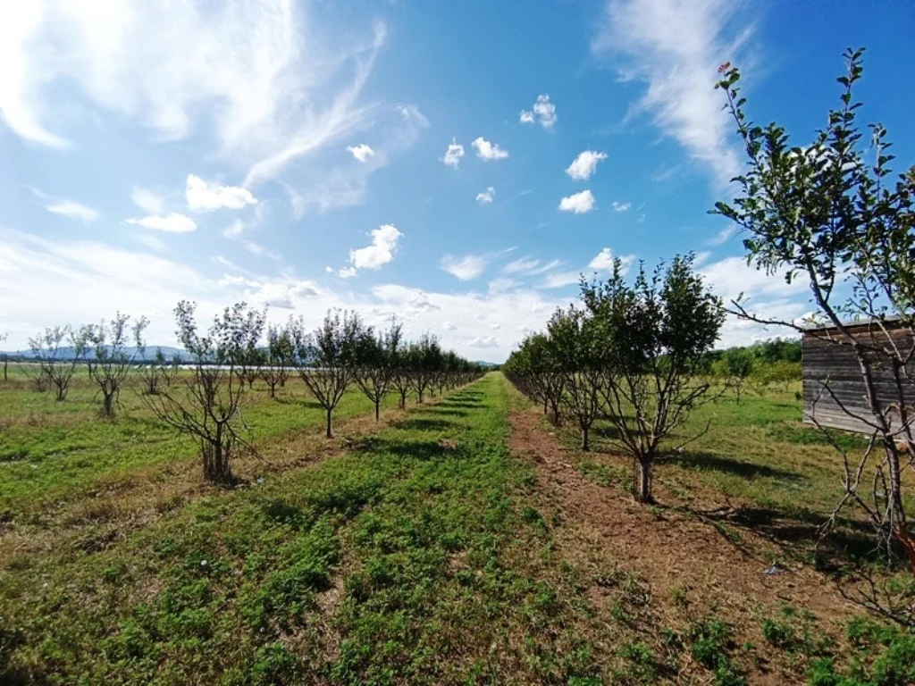 Eladó tanya mezőgazdaság Sződen - Kép 7