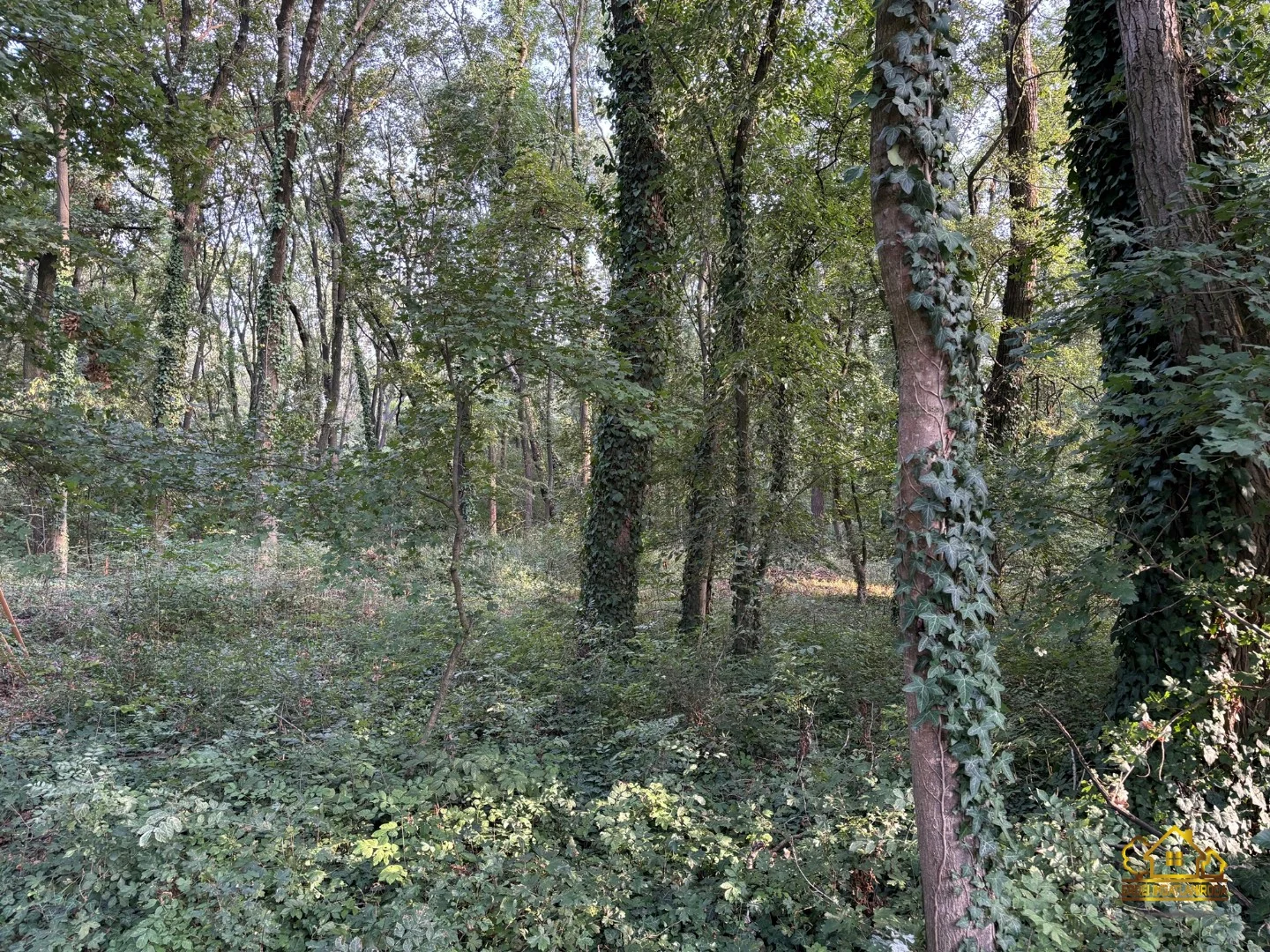 Eladó építési telek Kiskunlacházan - Kép 4