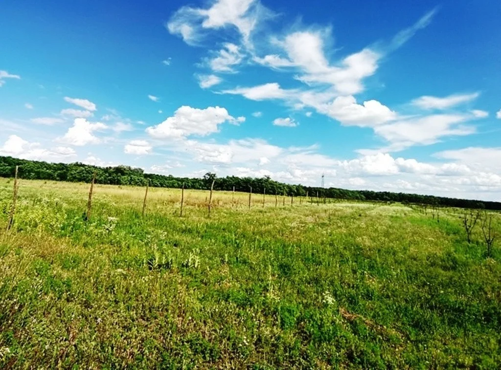 Eladó tanya mezőgazdaság Sződen - Kép 6