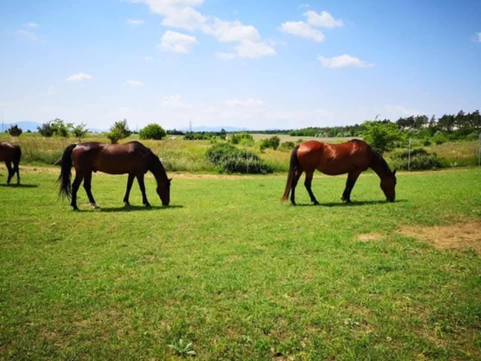 Eladó mezőgazdasági telek Fóton - Kép 2