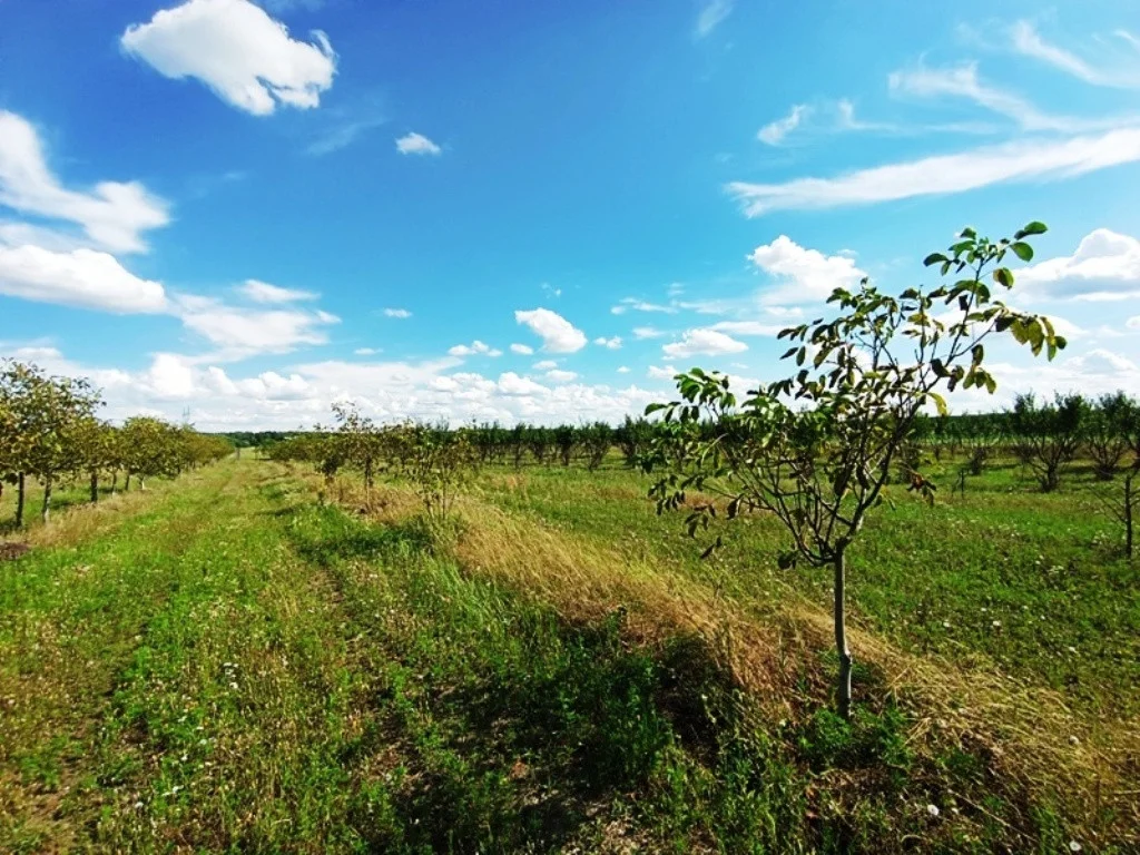 Eladó tanya mezőgazdaság Sződen - Kép 12