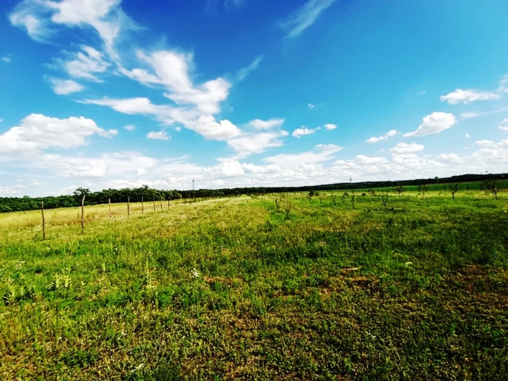 Eladó tanya mezőgazdaság Sződen - Kép 5