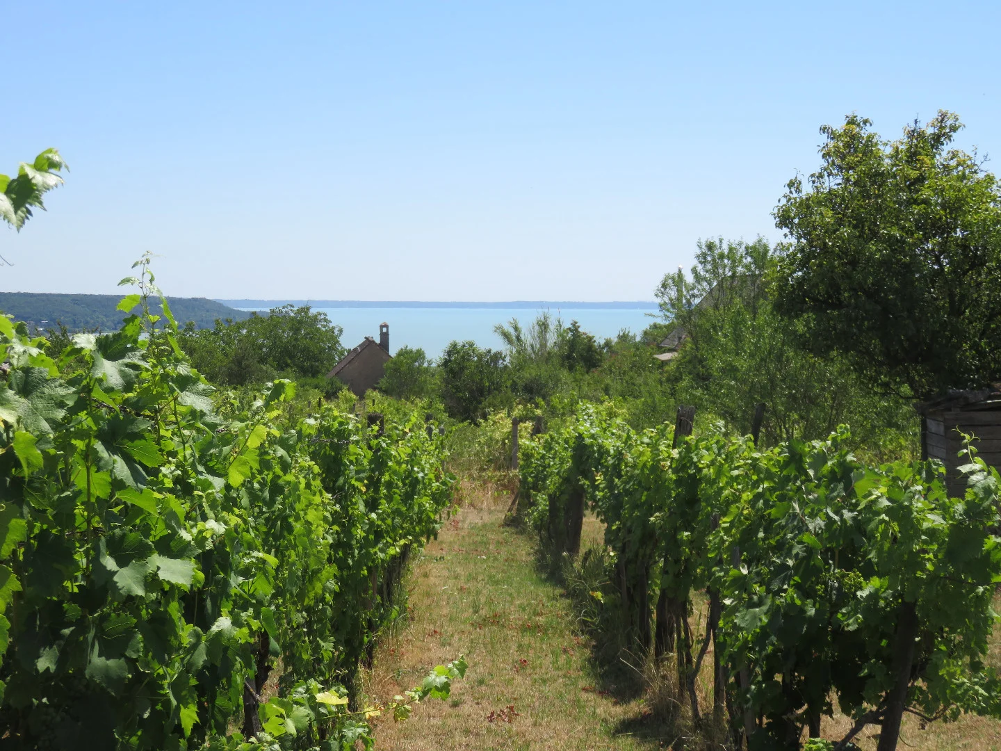 Eladó mezőgazdasági telek Balatonalmádin - Kép 7