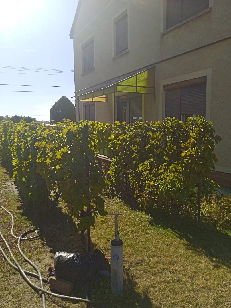 Eladó családi ház Domaszéken - Kép 5