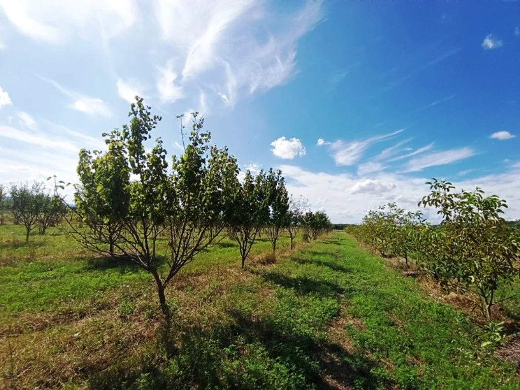 Eladó termőföld, szánó mezőgazdaság Sződen - Kép 5