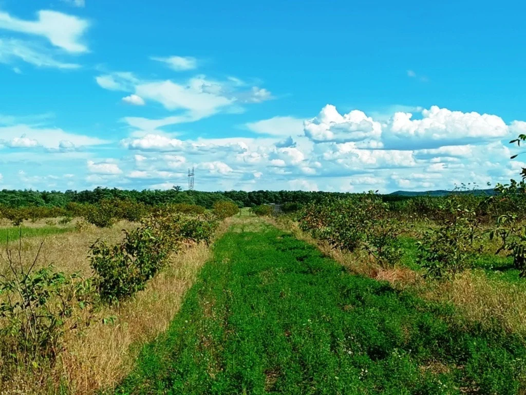 Eladó termőföld, szánó mezőgazdaság Sződen - Kép 3