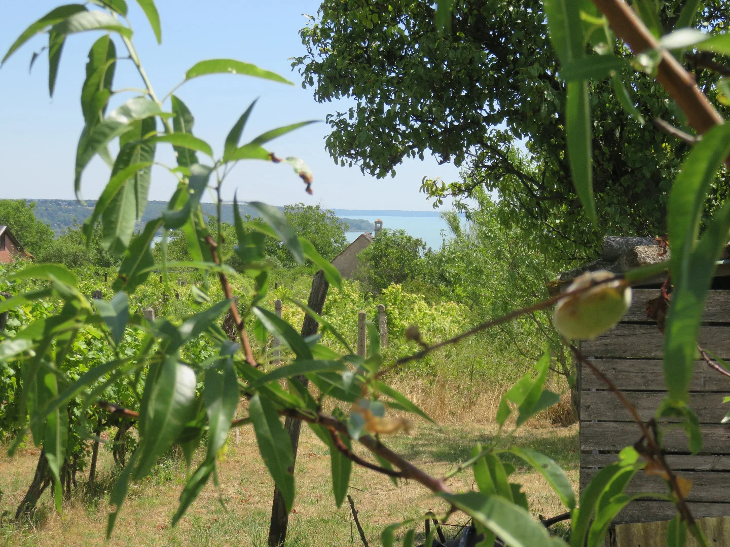 Eladó mezőgazdasági telek Balatonalmádin - Kép 3