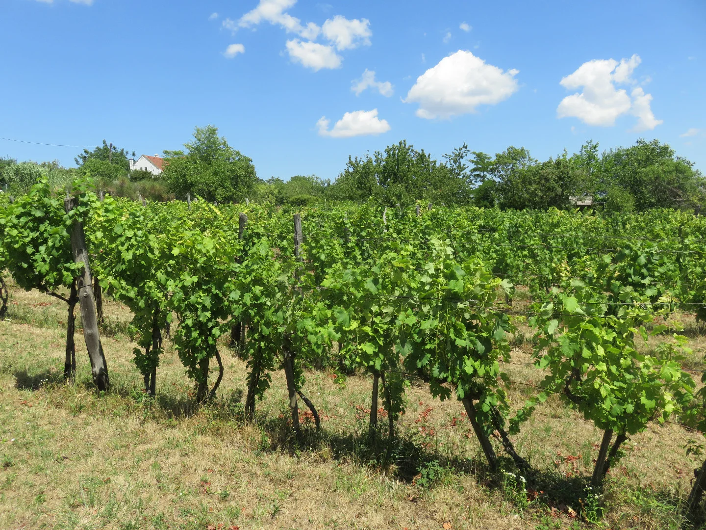 Eladó mezőgazdasági telek Balatonalmádin - Kép 6