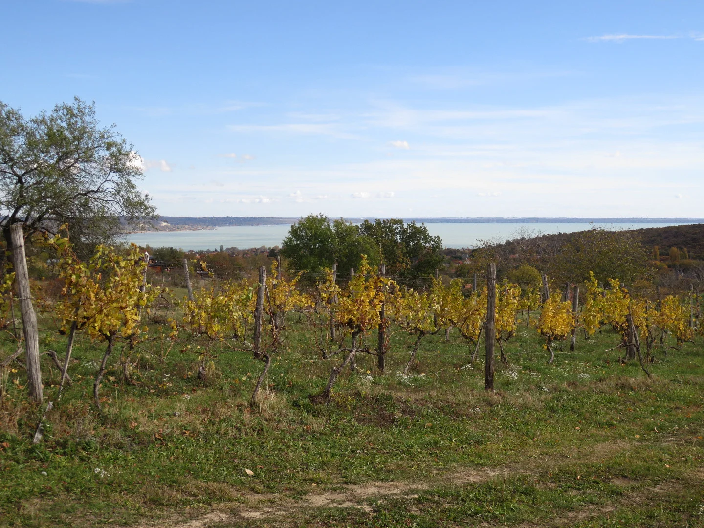 Eladó mezőgazdasági telek Balatonalmádin