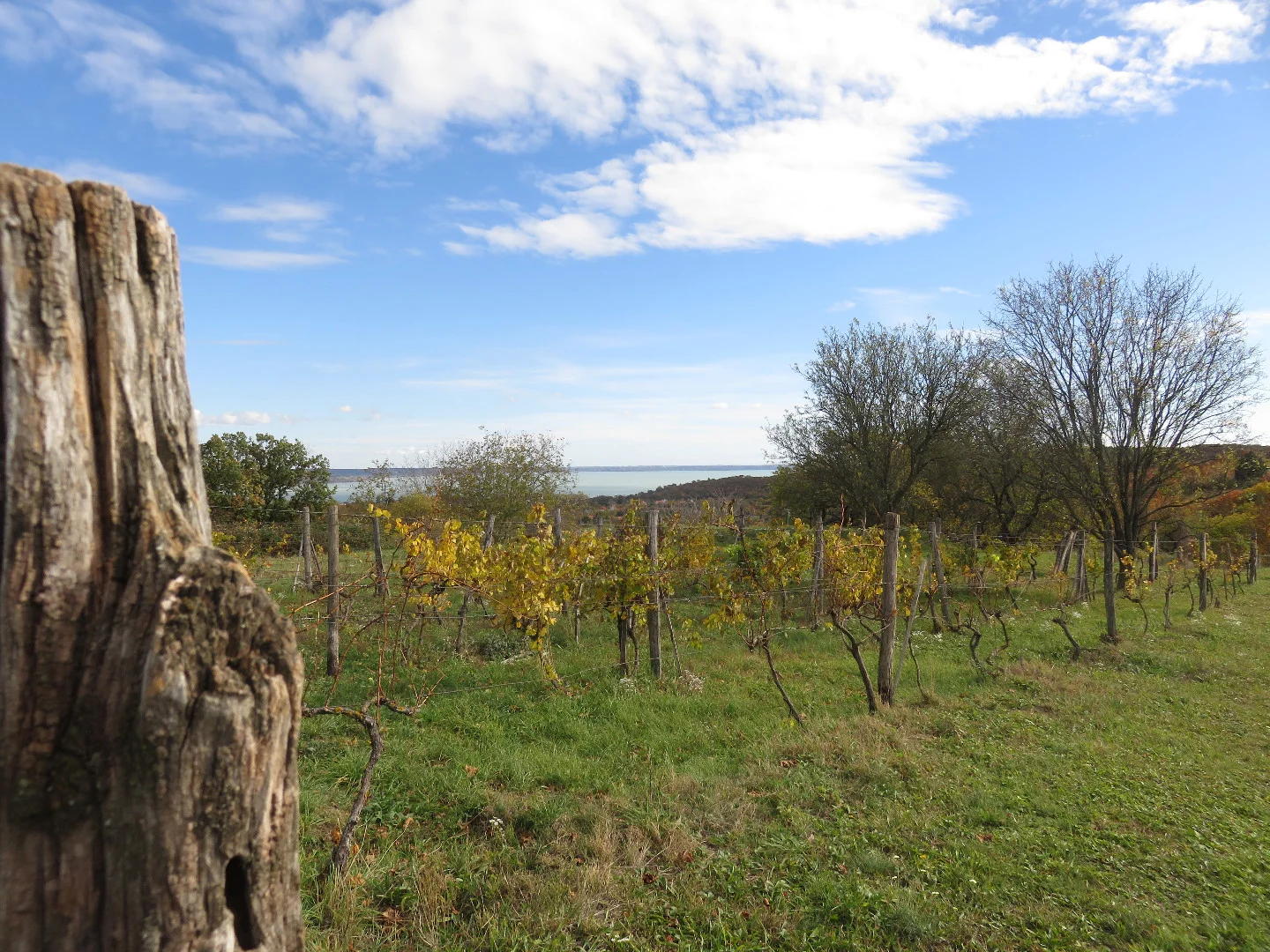 Eladó mezőgazdasági telek Balatonalmádin - Kép 2
