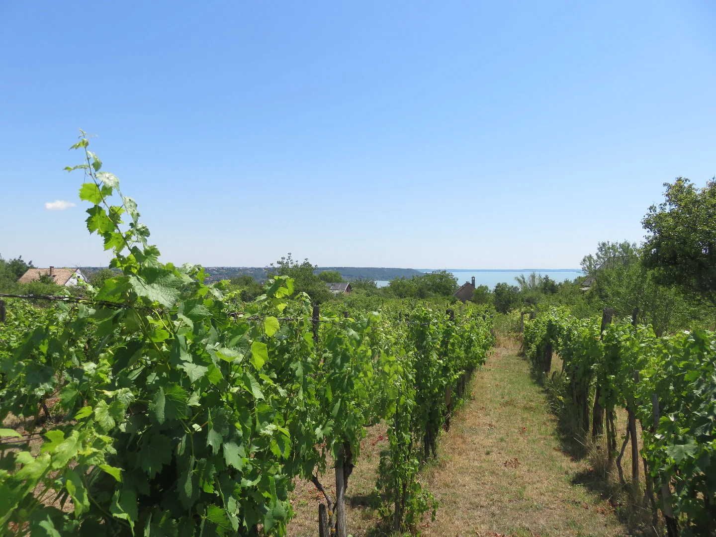 Eladó mezőgazdasági telek Balatonalmádin