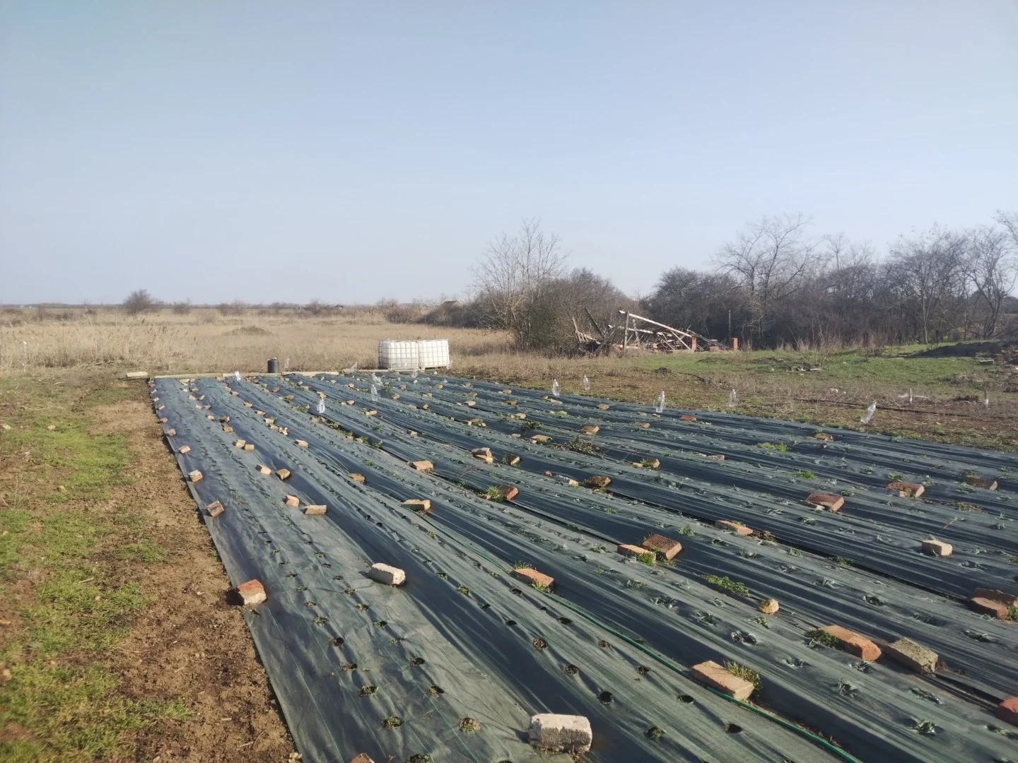 Eladó tanya mezőgazdaság Mezőberényen - Kép 13