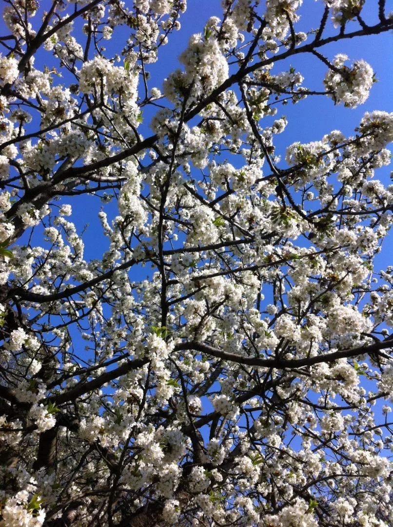 Eladó családi ház Budapest 11. ker.en