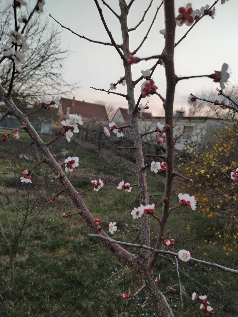 Eladó családi ház Barcson