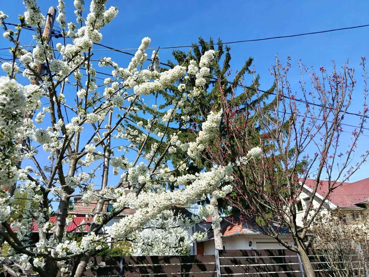 Eladó ikerház Szentendre Gólyahír utca