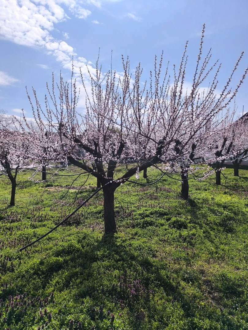 Eladó építési telek Medgyesegyháza Zsilinszky