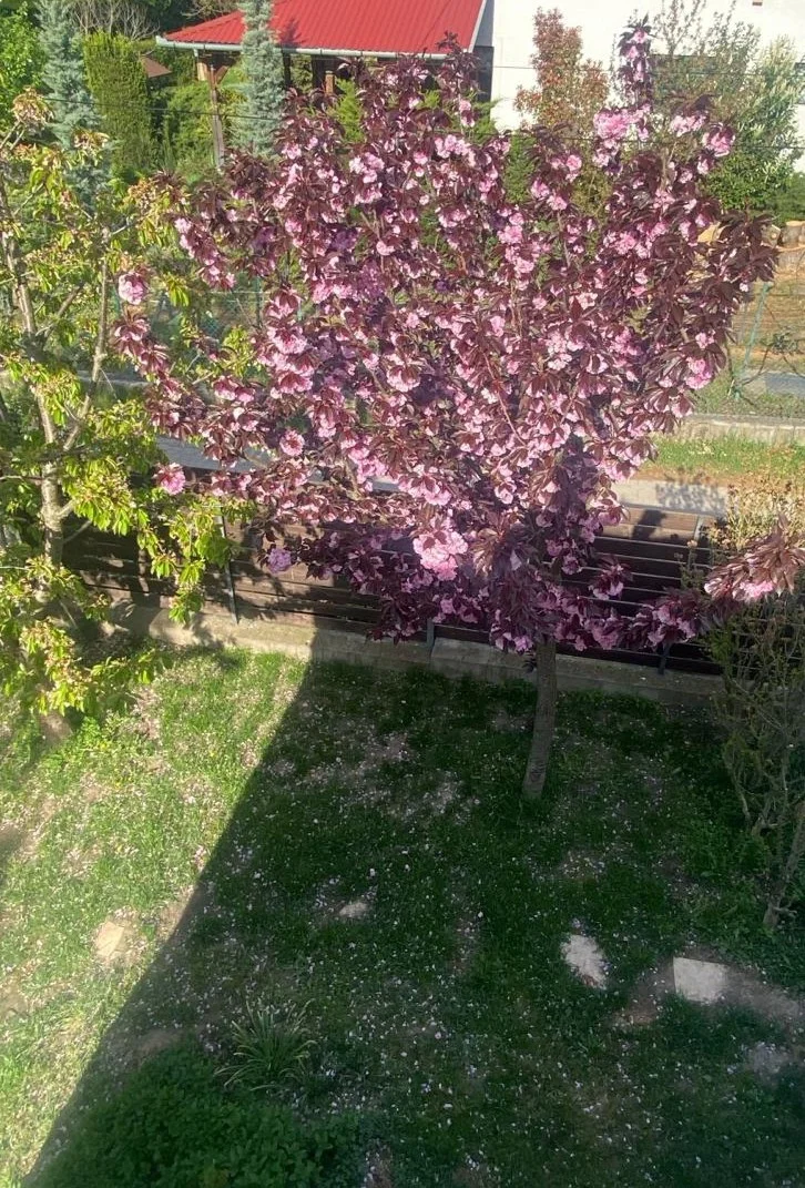 Eladó ikerház Szentendre Gólyahír utca - Kép 4