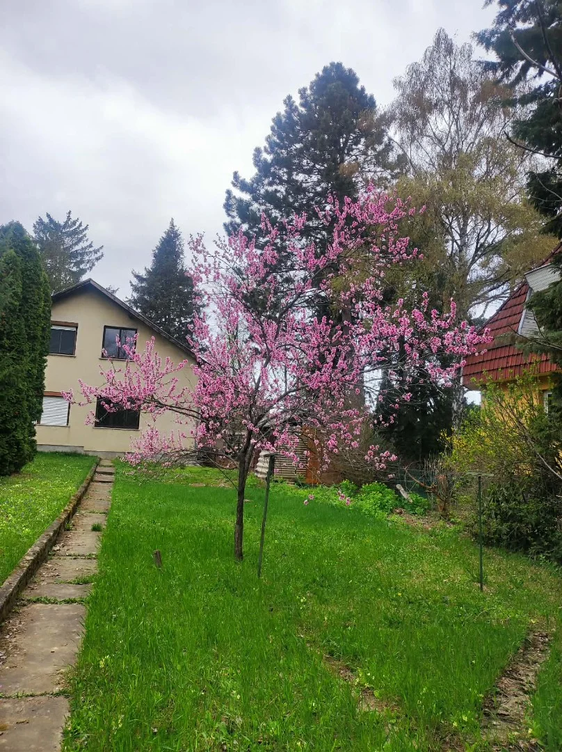 Eladó ikerház Budapest 02. ker. Hidegkúti út - Kép 3