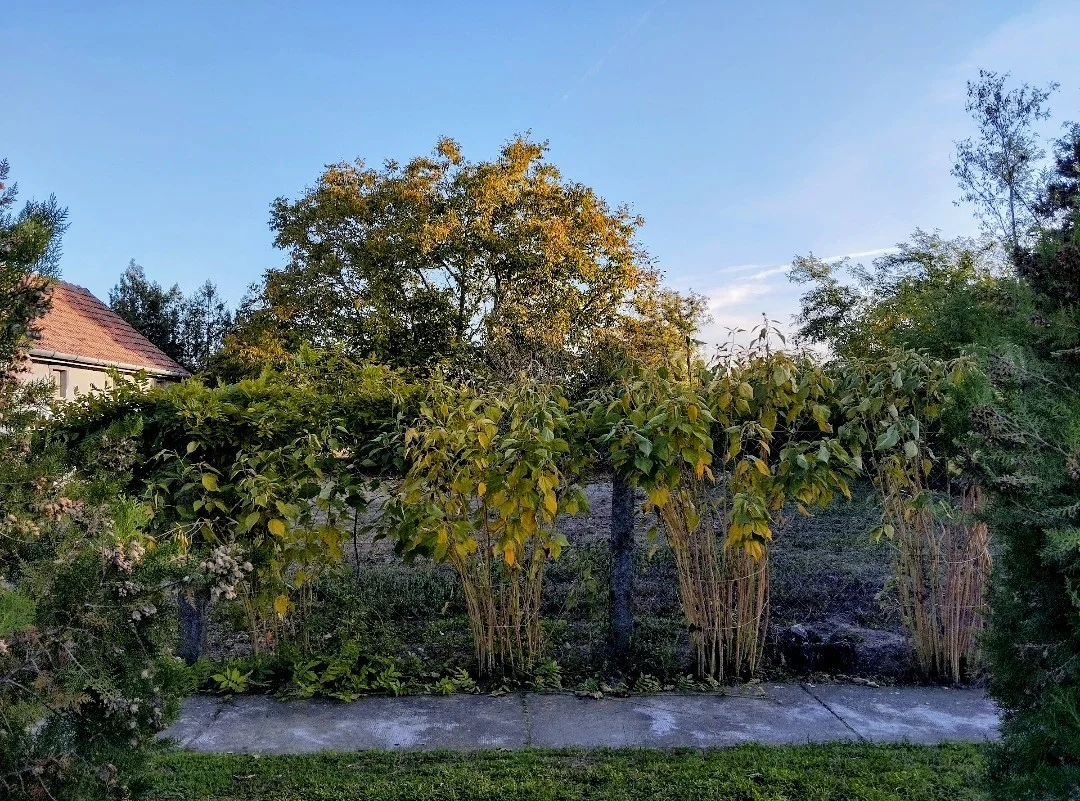 Eladó építési telek Csikéria - Kép 3