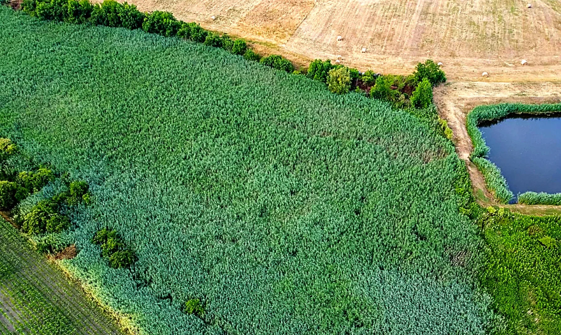 Eladó mezőgazdasági telek Mezőszilas Nyárfa utca - Kép 4