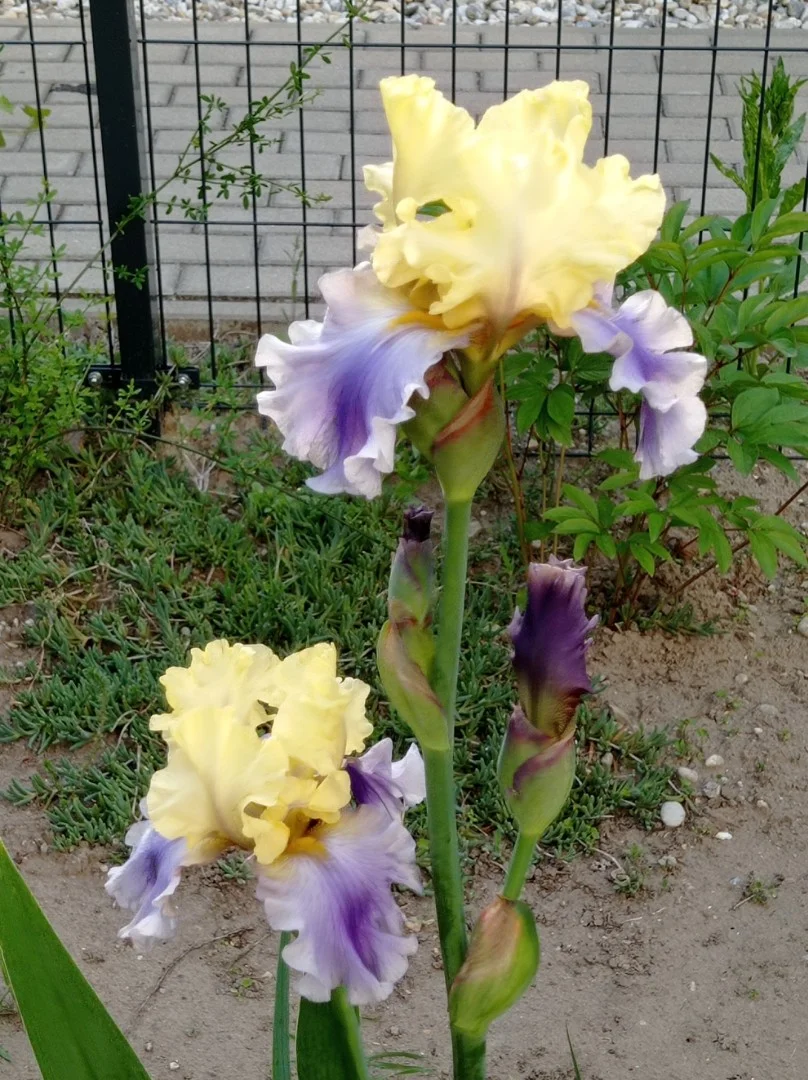 Eladó tégla lakás Győr - Kép 18