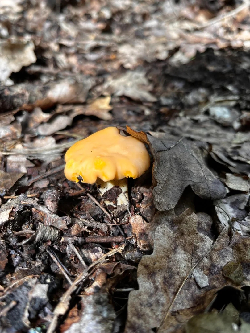 Kiadó családi ház Csesztreg Fő út 12 - Kép 20