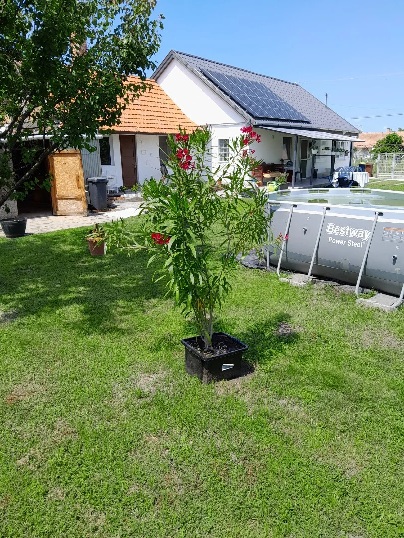 Eladó családi ház Csány major utca - Kép 2